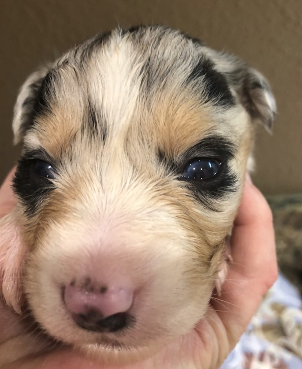 Baby Kira as a tiny puppy